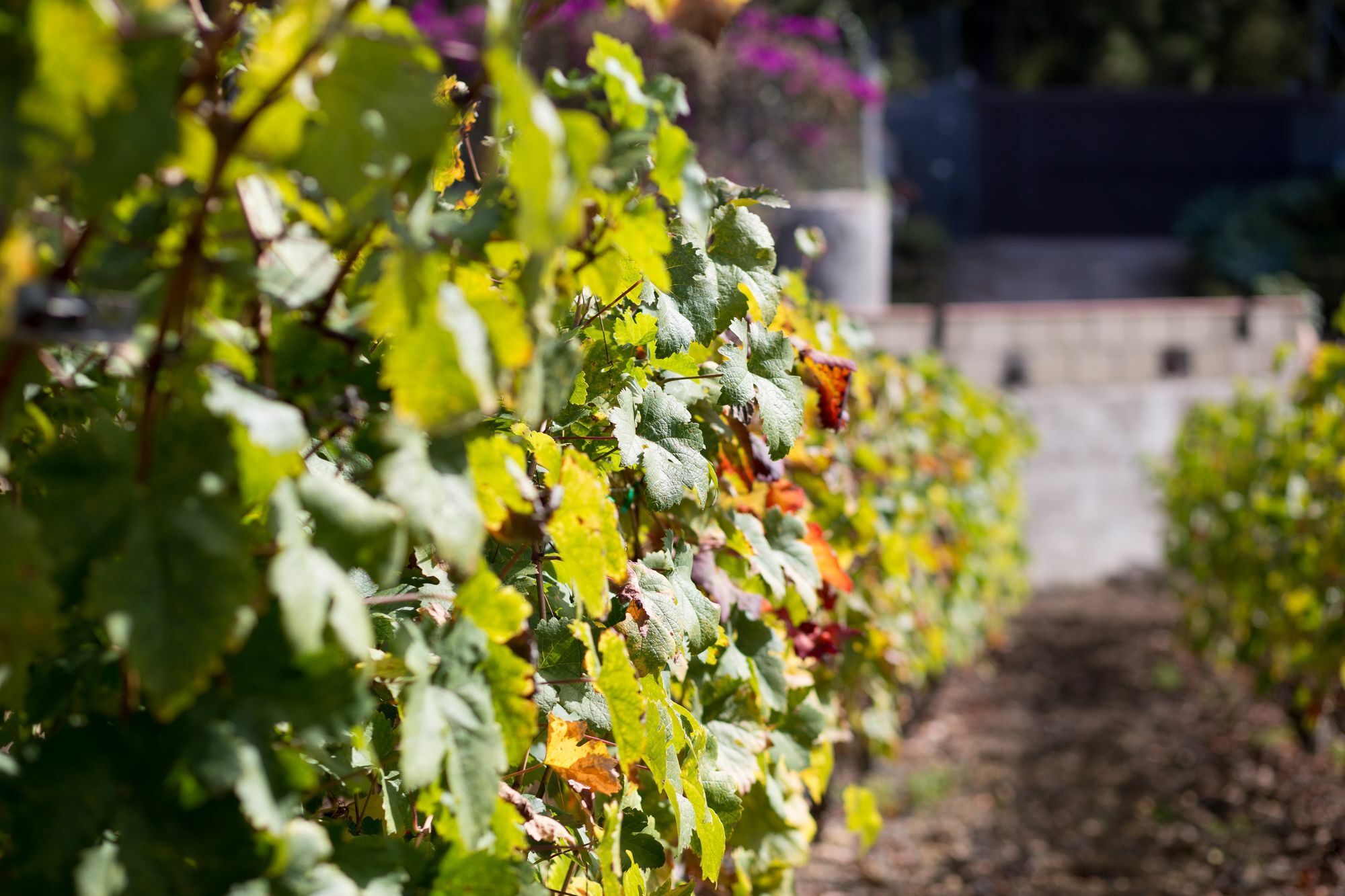 Finca Casa Yaya Icod De Los Vinos Eksteriør billede