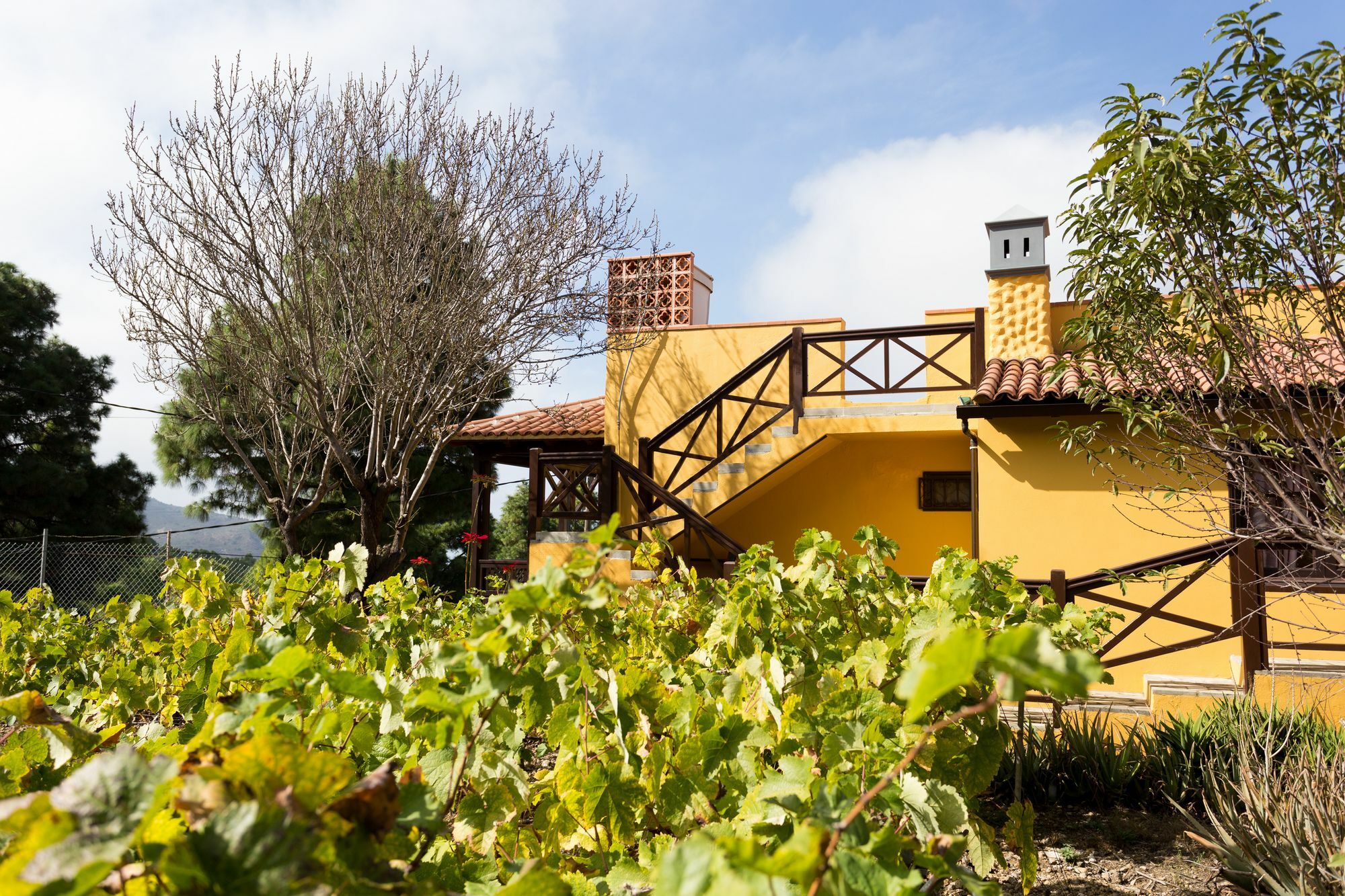 Finca Casa Yaya Villa Icod De Los Vinos Eksteriør billede